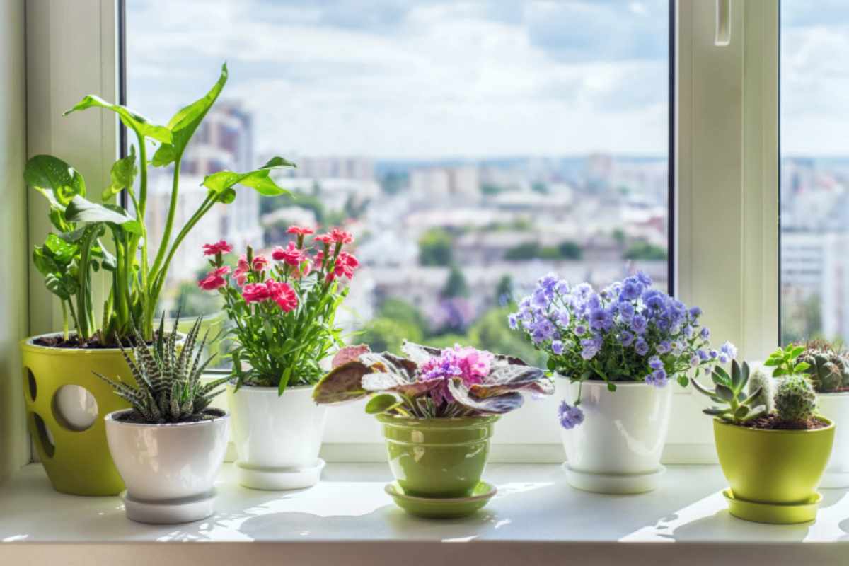 jene-stephaniuk-lkmGeyLItrw-unsplash-ls piante rigogliose su davanzale di una finestra