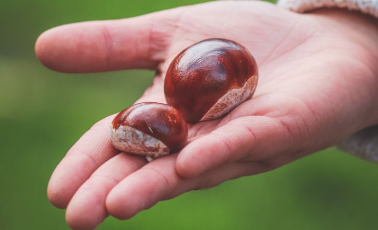castagne in una mano