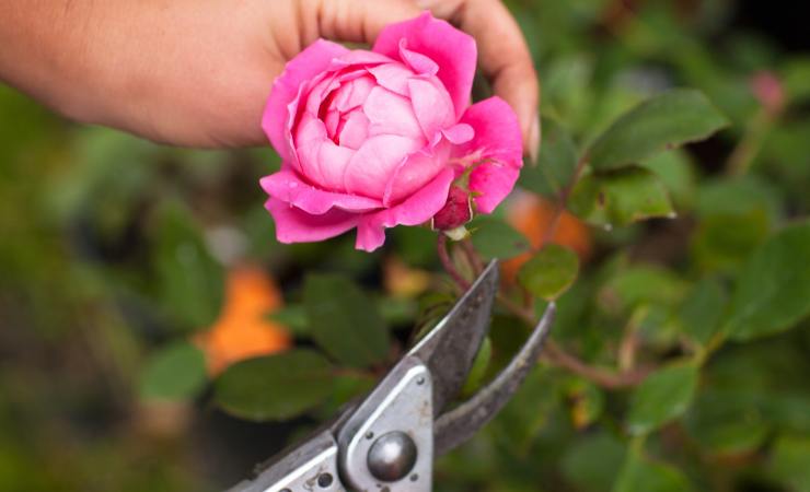 potare cespuglio di rose