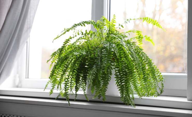 felce davanti a finestra