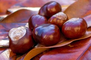 frutti dell'ippocastano